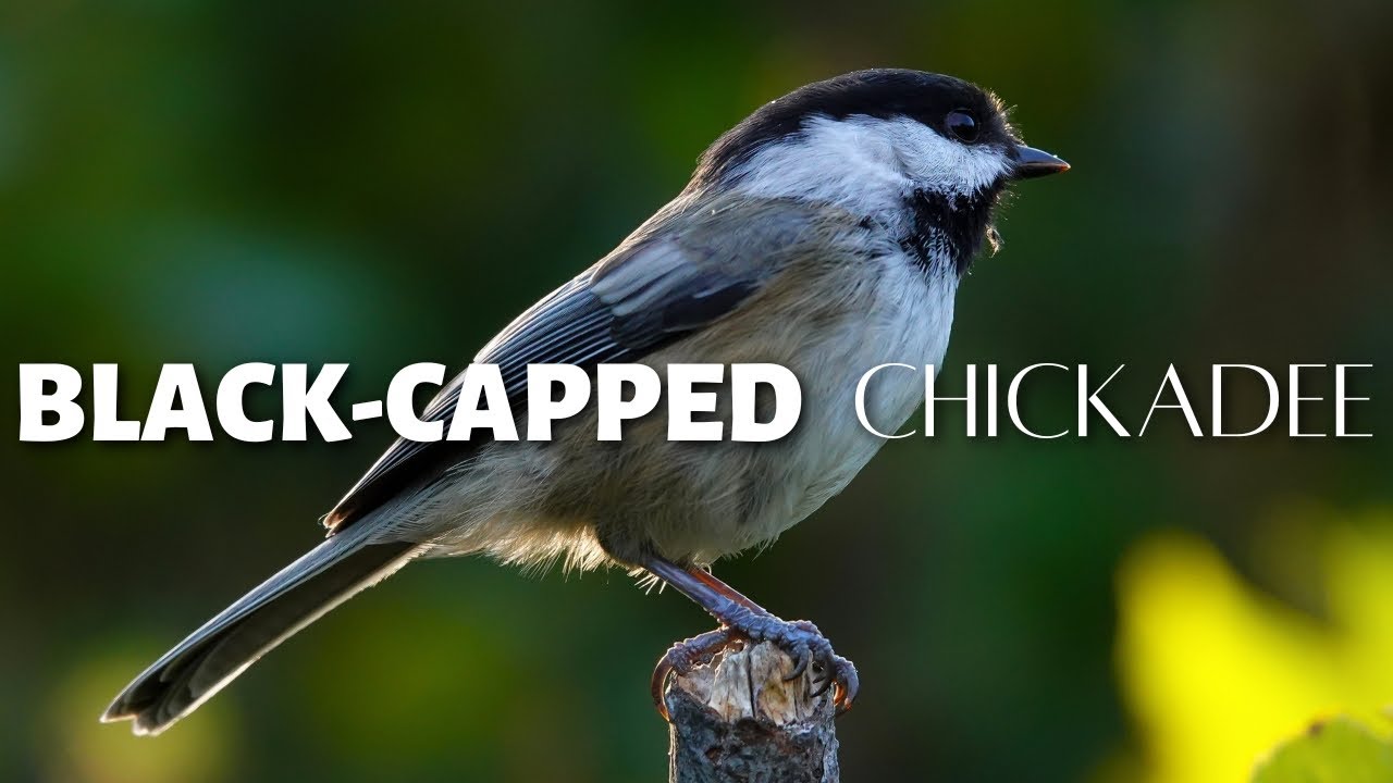 The Black-capped Chickadee: One of the Beloved Birds of North America