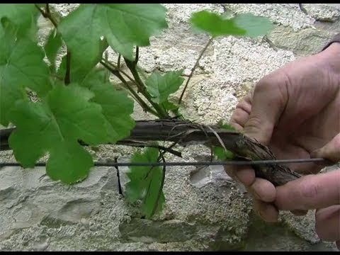 , title : 'Tailler en vert une vigne de treille'