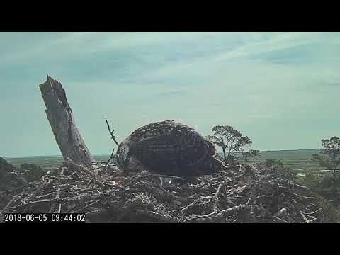 Osprey Chick Exercises Wings in Savannah – June 5, 2018