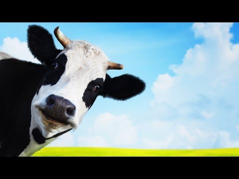 pourquoi la vache donne t elle du lait