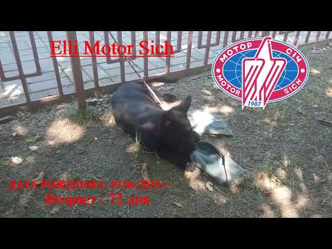 Elli Motor Sich. Щенок рабочей линии немецкой овчарки.