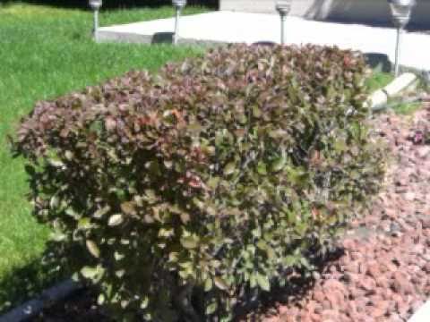 Chillax - The heart of Reiki - Merlin's magic