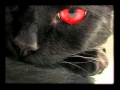 Nox Arcana - The Black Cat
