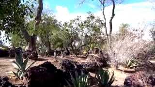 preview picture of video 'Ethel M Botanical Cactus Garden in Henderson, Nevada'