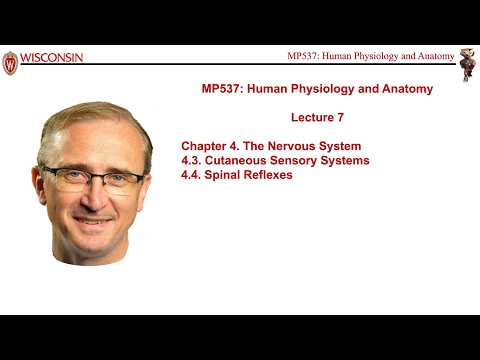 Lecture 7 of Medical Physics 537, Human Physiology and Anatomy, with course instructor Marty Pagel
