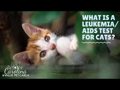 Feline virus testing information