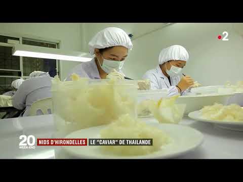 Swallow nests: Thailand's "caviar"