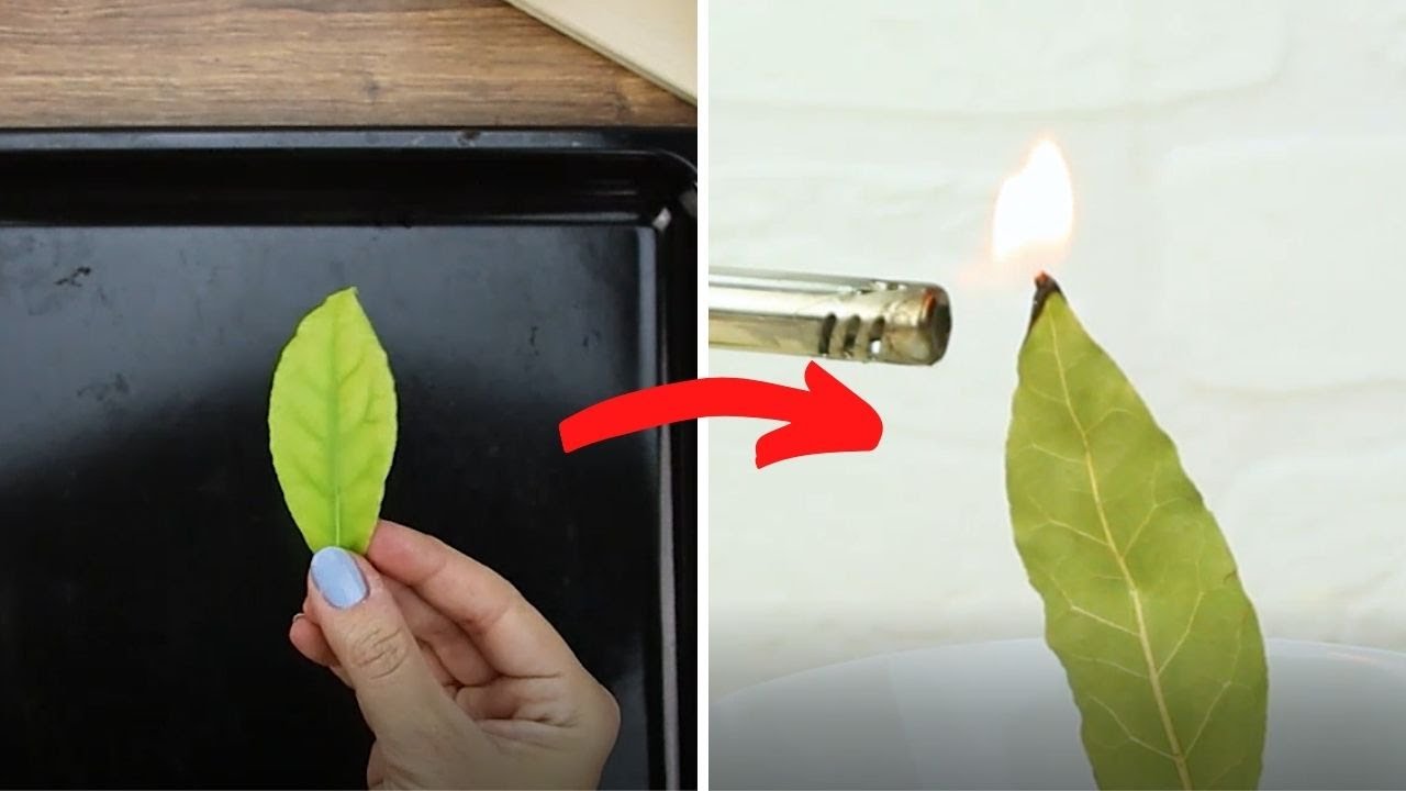 Come utilizzare le foglie di ALLORO! 🍃