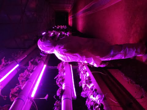, title : 'Cultivo Vertical de Fresa Hidropónica con LED en Qro, MX (Vertical Hydroponic Strawberry with LED).'