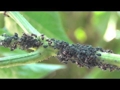 Hvad er biodiversitet