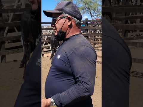 Feira de animais em Tabira PÉ