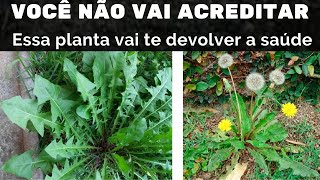 Dente de leo - Hortalia que cura