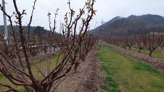 ㅡ체리재배 성공의길 ㅡ  콜트 만4년차 KGB수형 과원 모습