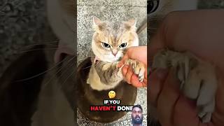 Download lagu ¿The Unbreakable Bridge😳😱#shorts #tiktok #cat #cute #funny #viralshorts #montagem #foryou #fyp mp3