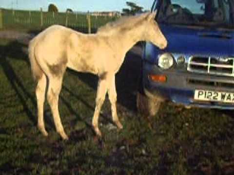 Perlino Quarter Horse filly - LUNABEL PEPI McFRITZ - 6 weeks old
