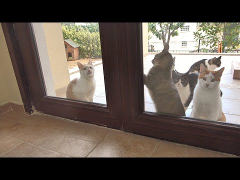 Outdoor Cats React To Stepping Inside A Special Room Designed For Them The First Time