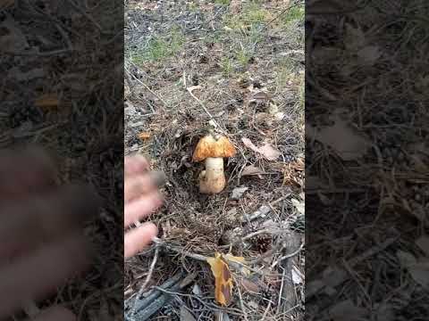 Собирайте НОРМАЛЬНЫЕ грибы