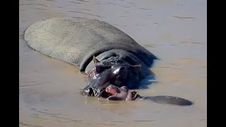 Baby Hippo playtime. Explore.org 17 April 2024