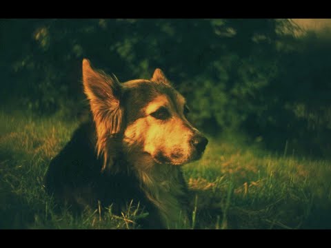 An Obsession with Carp Episode 18 (Wraysbury part 6)