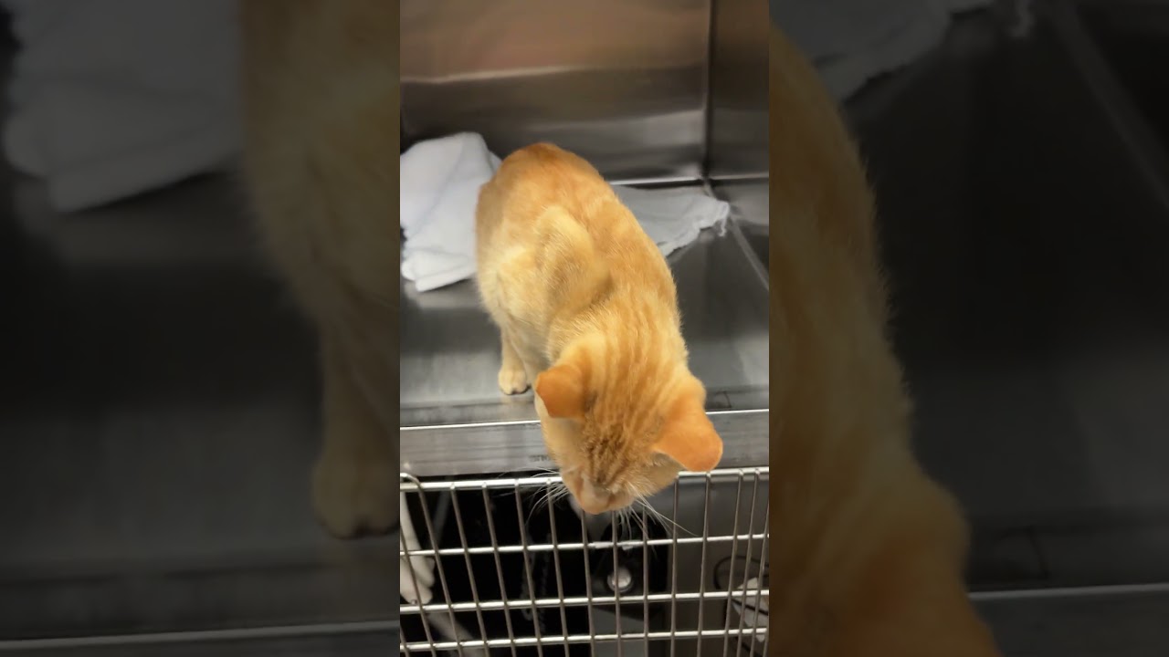 Chester video