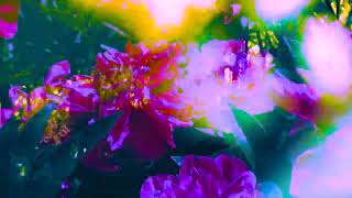 No Joy - Beauty (official visualizer)