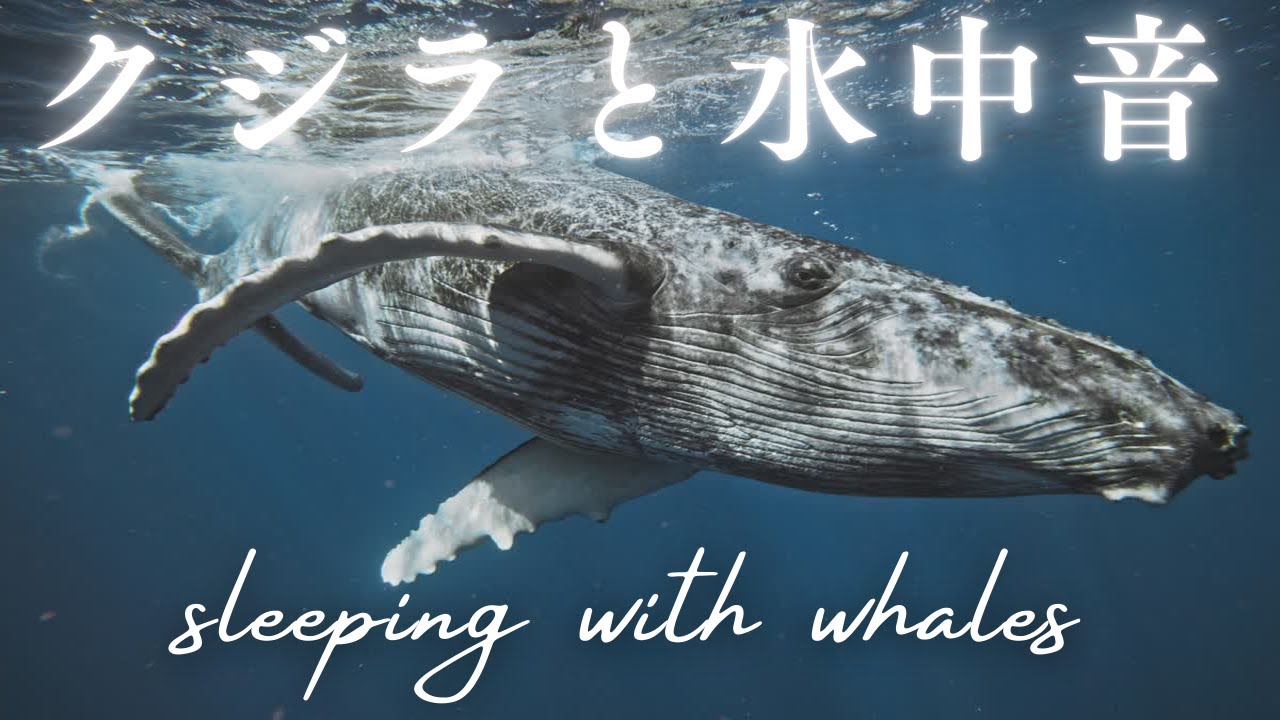 【クジラヒーリング🐳】クジラの鳴き声と水中音で抜群の疲労回復効果。赤ちゃんや子供の寝かしつけ ザトウ鯨と水の音でストレス解消、リラックス効果。 深い眠り 熟睡用睡眠BGM 睡眠の質を上げる💤 子守唄