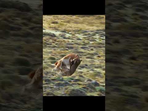 Puma vs. Guanaco! 🐾 A Wild Chase and Attack in Action