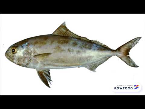 Characteristics of Family Carangidae #umt  #2018