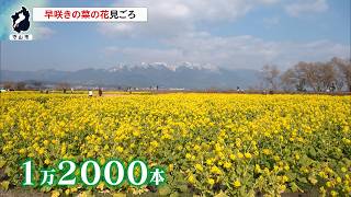 2月13日【びわ湖放送ニュース】雪山とのコントラスト　守山市で早咲きの菜の花が見ごろ