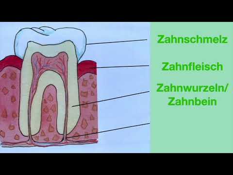 Erklärvideo Zähne 3: Aufbau eines Zahns