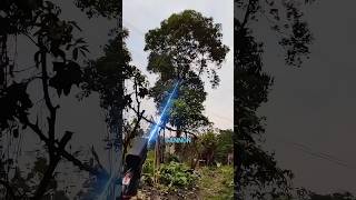 The Best Way To Cut Trees Ever