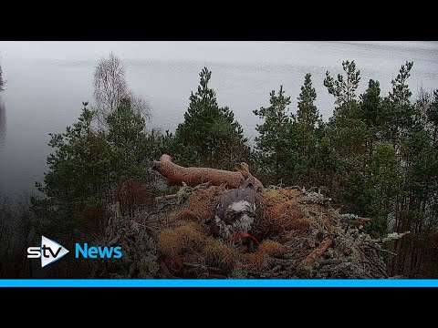 Female osprey lays first egg of the season at wildlife reserve