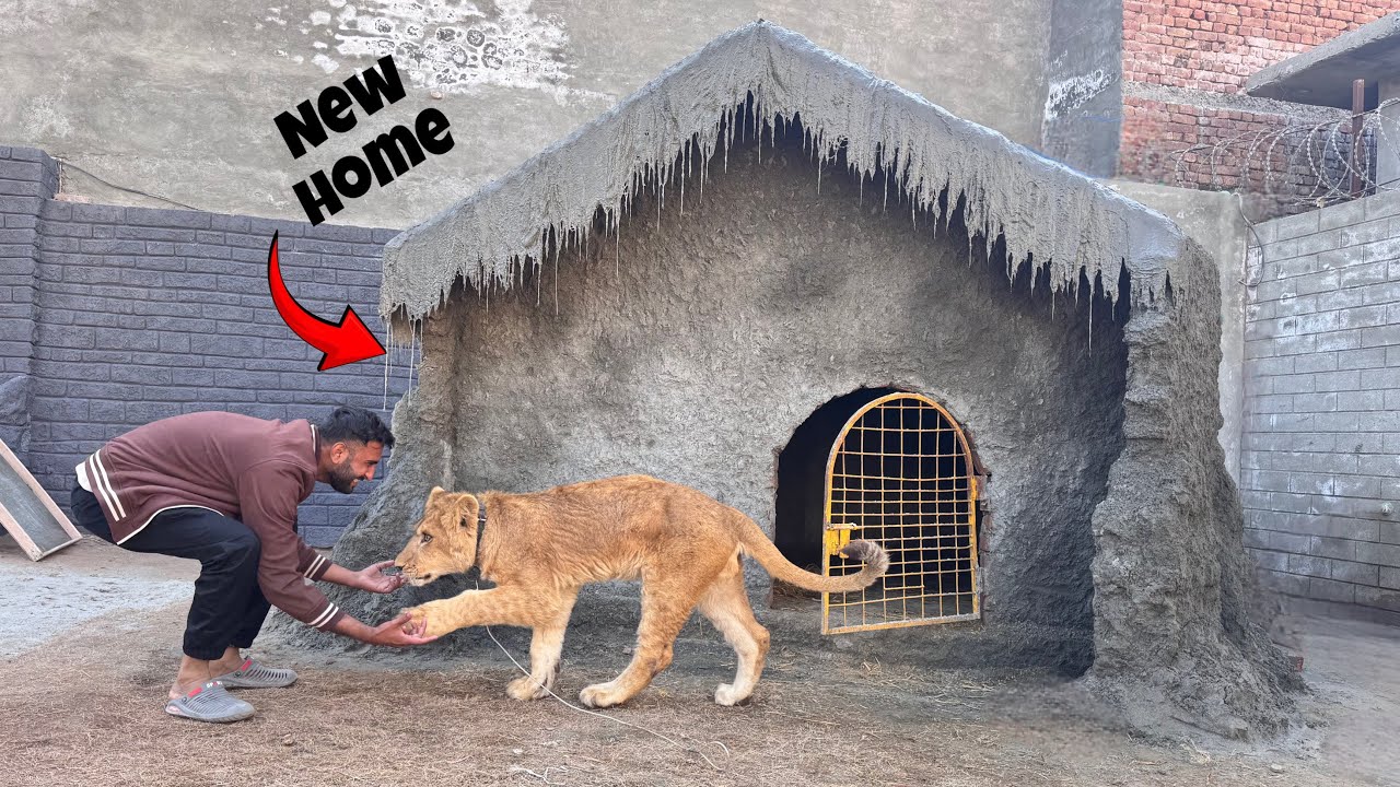 Mashallah Lion Ka Ghr Kitna Piara Bn Giya😍
