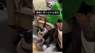 婆様によりかかるボストンテリア