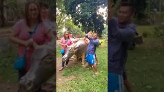 Download lagu Taga-asa ka Challenge - Kabaw edition mp3 Download lagu Taga-asa ka Challenge - Kabaw edition mp3