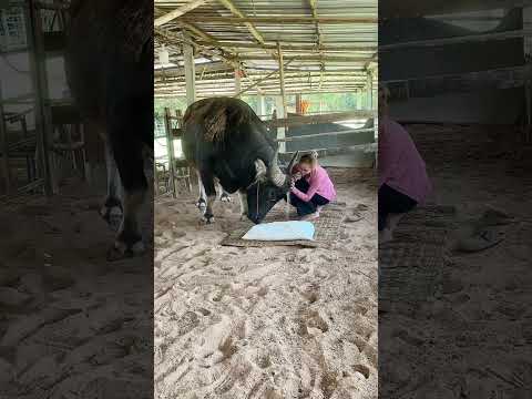 สั่งเจอาร์นอนลงที่นอนคะ #funny #baffalo #animals #น้องควายฉลาดแสนรู้ #farming #dcrfarm #viralvideo