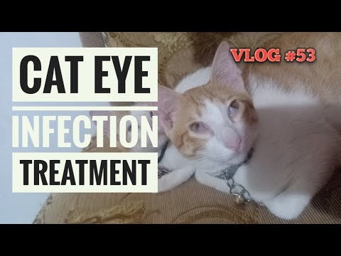 GAMOT PARA SA MATA | CAT EYE INFECTION | CAT VLOGS PHILIPPINES | julievlogs 💛
