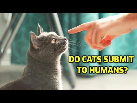 How Do Cats Show Submission To Humans?