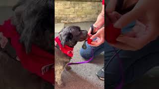Video preview image #1 Miniature Schnauzer-Unknown Mix Puppy For Sale in Grafton, WI, USA