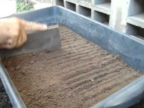 New technique of planting seeds of cashew (/ anacardium occidentaleL.) In plastic tray.
