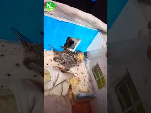 Feeding sparrow child 🐦☺️☺️ | Megproz Pets