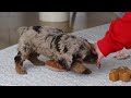 Cockapoo dogs for sale: Taylor - Video 1