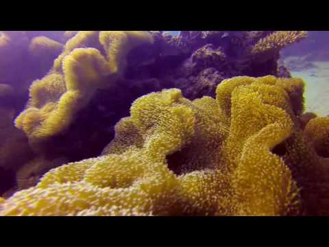 Diveaway Fiji - Drone Video HD
