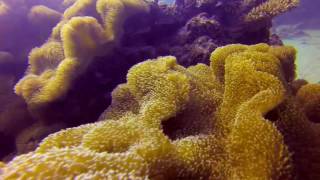 Diveaway Fiji - Drone Video HD