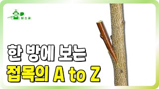 접목의 모든 것을 알려드립니다!!ㅣ접목 A to Z 몰아보기