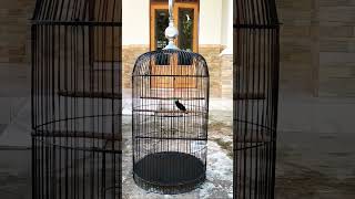 Download lagu Konin tembakan Bren ciblek rapat. #konindacok #brenciblek #legend #koninisian #tembakan mp3