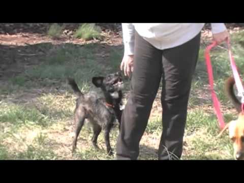 GABE, an adopted Schnauzer & Terrier Mix in Linden, NJ