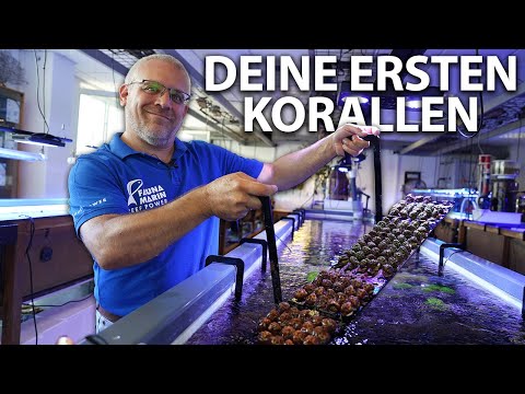Deine ersten Korallen für das Meerwasseraquarium + Claudes erste Tiere!