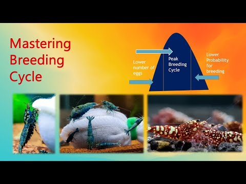 Mastering Breeding Cycle