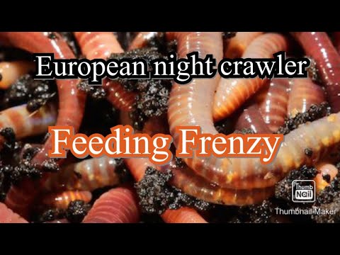 European nightcrawler FEEDING FRENZY, they go crazy #worm feeding frenzy